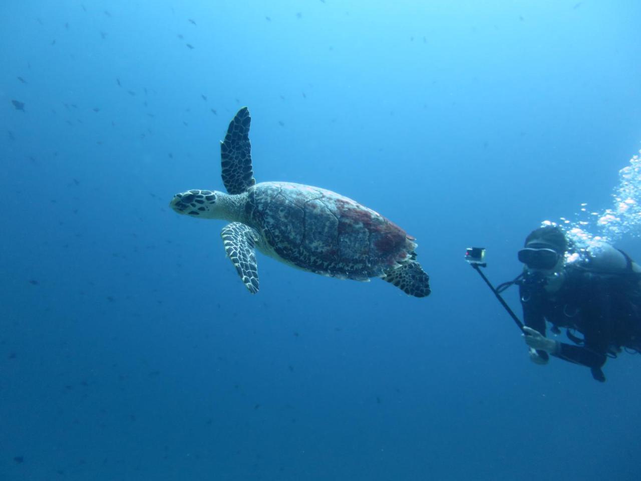 South Ari Dive Center Hotel Dhangethi Esterno foto